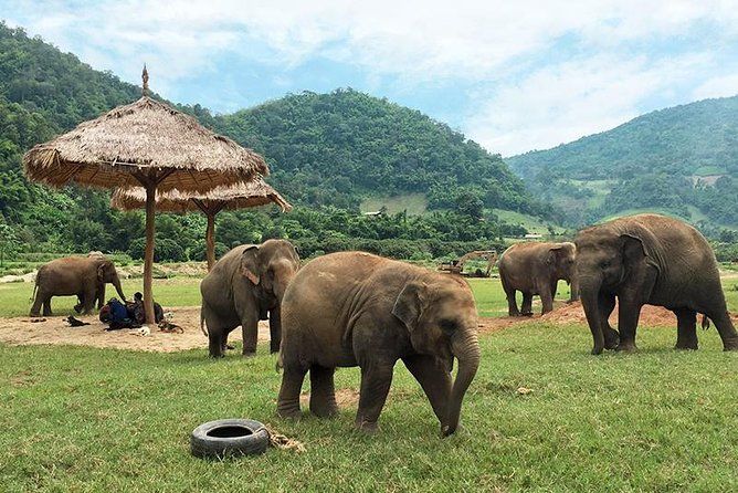 observe a los gigantes en el parque natural de elefantes en chiang mai tailandia inspiracion de viaje