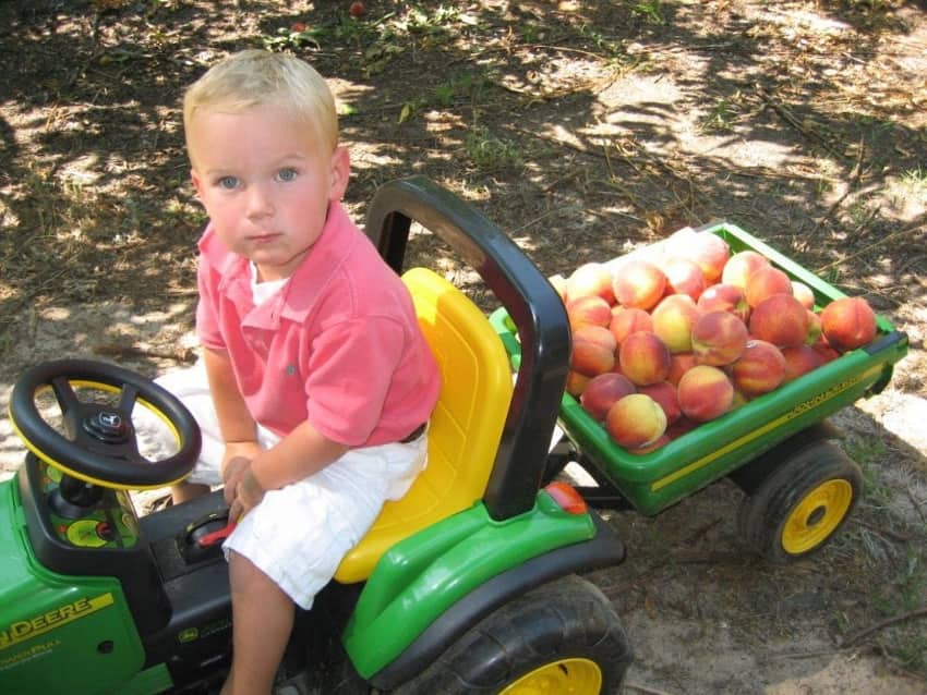 lane orchard mejores cosas que hacer en georgia en familia