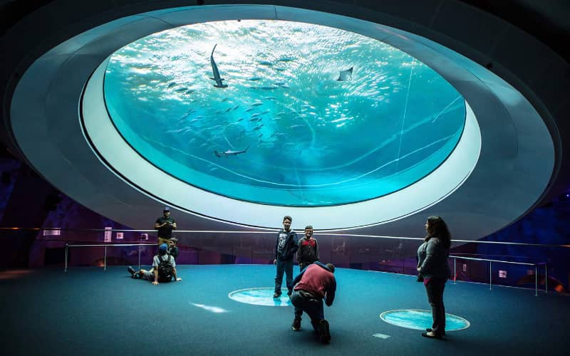 Museo de Ciencias Phillip y Patricia Frost mejores cosas que hacer en miami