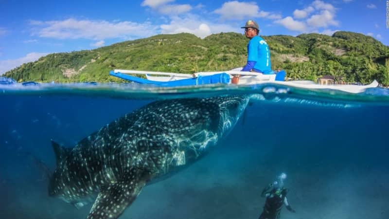Los mejores lugares para BUCEAR y hacer SNORKEL en el sudeste asiático 2 oslob filipinas mejores lugares bucear