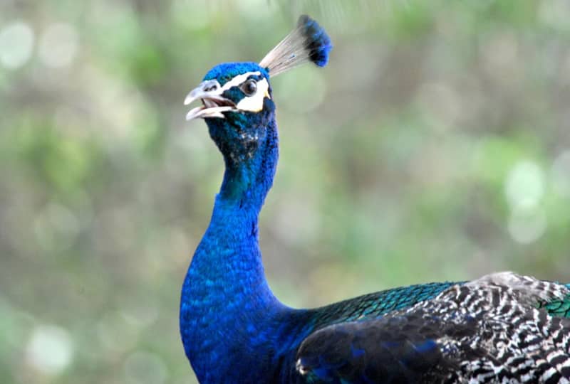 5 animales que vale la pena ver en el Santuario del Arca de Noe en Locust Grove Ga