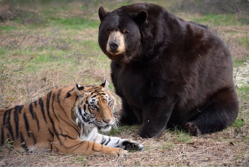 5 animales que vale la pena ver en el Santuario del Arca de Noe en Locust Grove Georgia