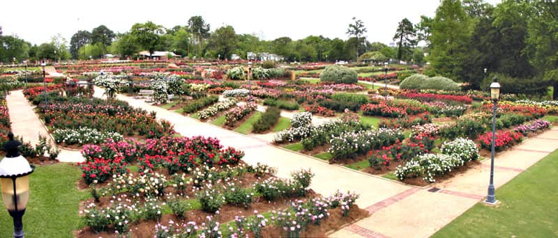 Este es el jardin de rosas mas grande de Estados Unidos en Tyler Texas