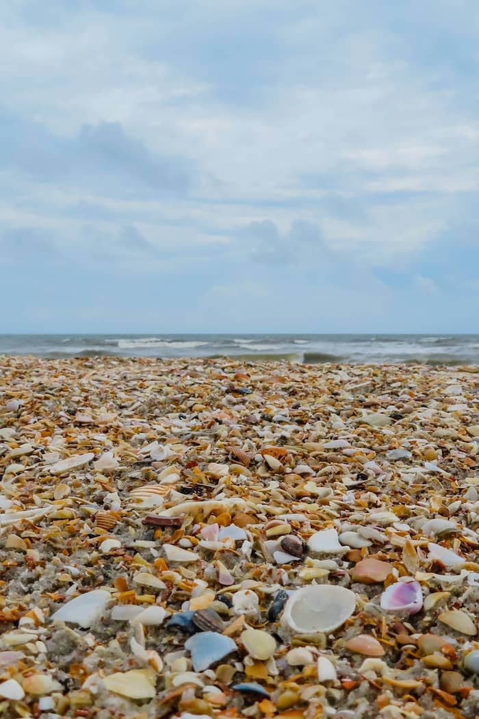 Honeymoon Island mejores playas conchas