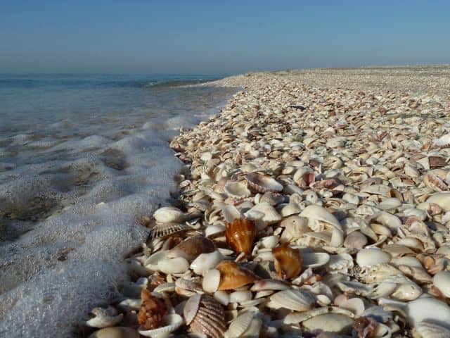 Las mejores PLAYAS de FLORIDA para recoger conchas sanibel captiva
