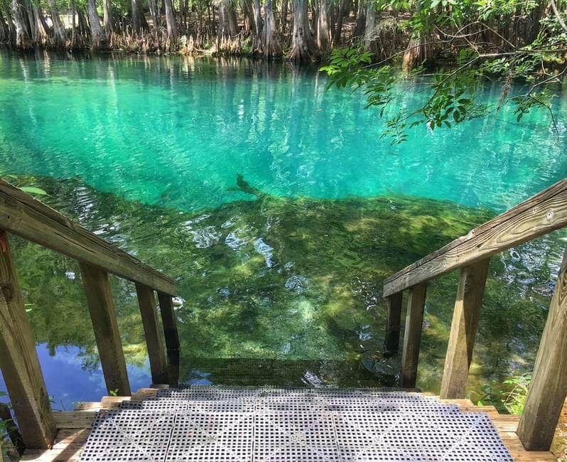 Manatee Springs Chiefland donde nadar en florida