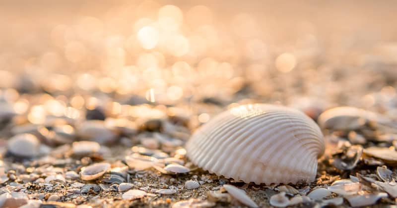 amelia island mejores playas recolectar conchas