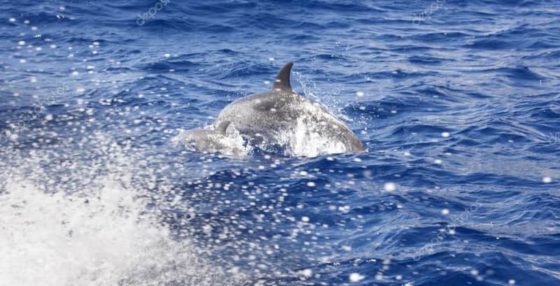 mejores actividades sanibel