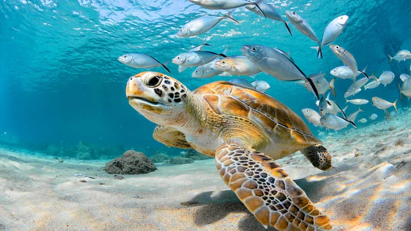 Admire las maravillas del Key West Aquarium