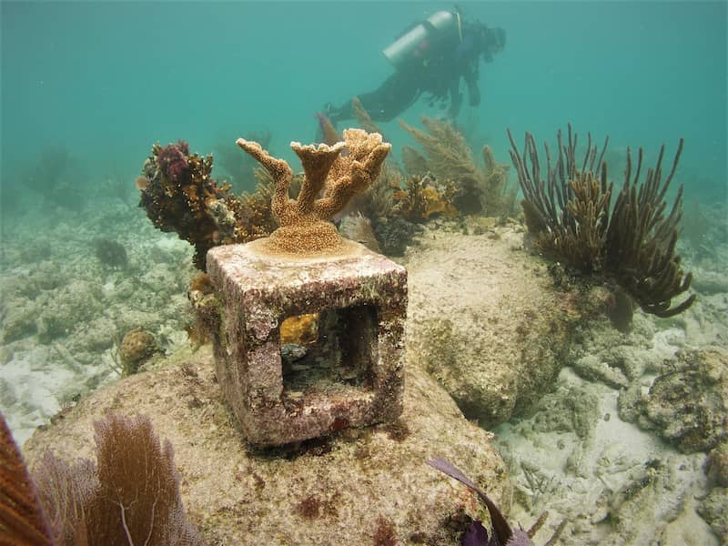 Descubra el mundo submarino del Parque Nacional Dry Tortugas que hacer en los cayos con ninos