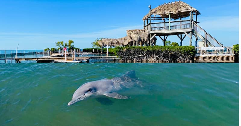 Dolphin Research Center actividades familia cayos
