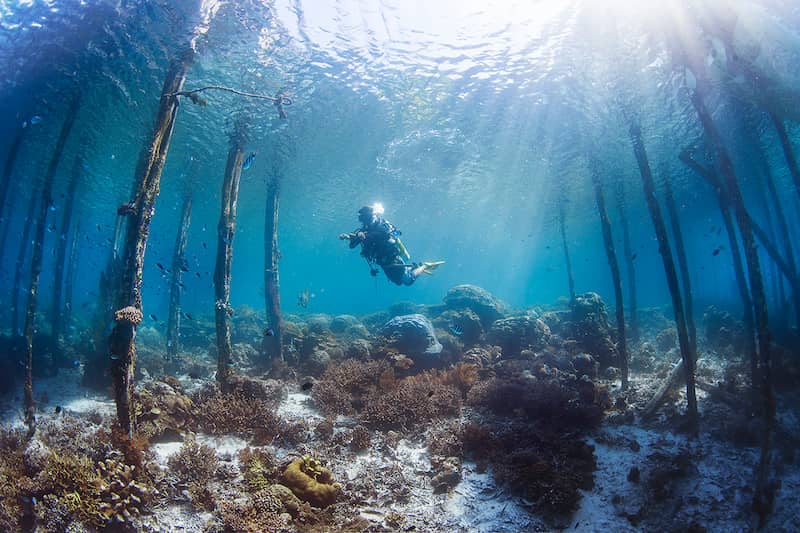 Los mejores lugares para BUCEAR y hacer SNORKEL en el sudeste asiático 4 Koh Tao Tailandia donde bucear sudeste asiatico