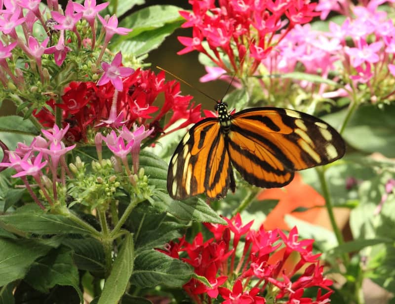 key west butterfly que hacer en los cayos con ninos