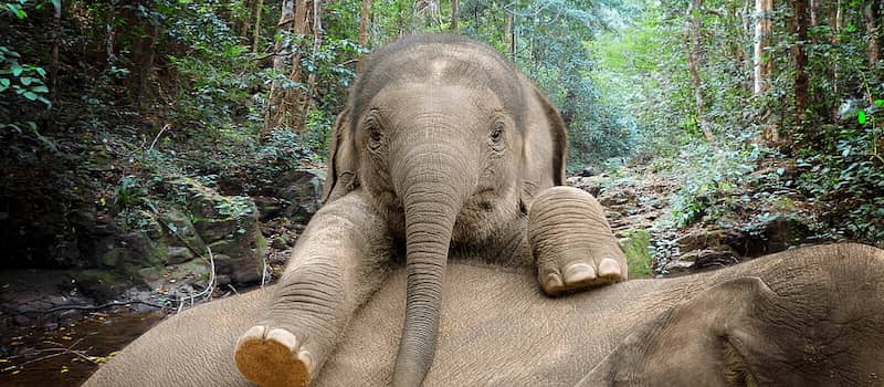 que hacer en stuttgart con ninos wilhlema zoo