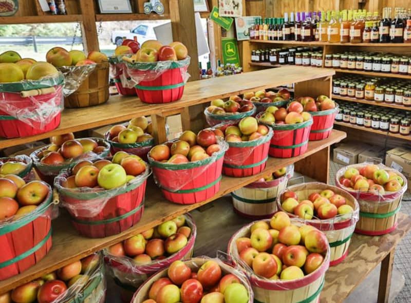 Estos son los 9 mejores FESTIVALES anuales que se celebran en GEORGIA apple festival ellijay