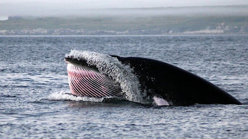 Que VER y HACER en NUEVA ESCOCIA, Canada: las mejores actividades 2 avistamiento ballenas Que VER y HACER en NUEVA ESCOCIA Canada las mejores actividades