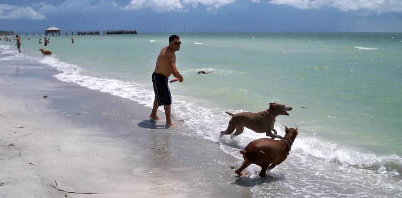 Fort De Soto Paw San Petersburgo Estas son las MEJORES PLAYAS para MASCOTAS de FLORIDA