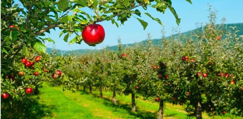 GEORGIA Hillcrest Gardens en Ellijay Una Fiesta Otonal Inigualable