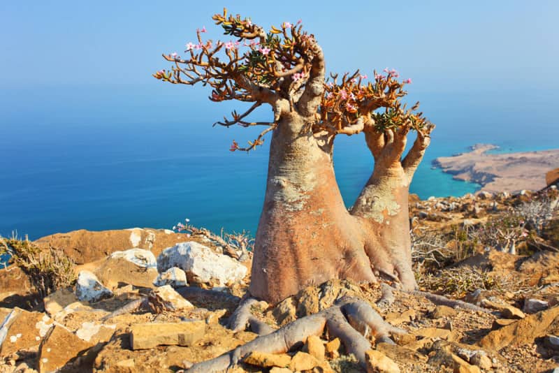 Isla de Socotra Yemen 10 asombrosas maravillas naturales del mundo que vale la pena visitar