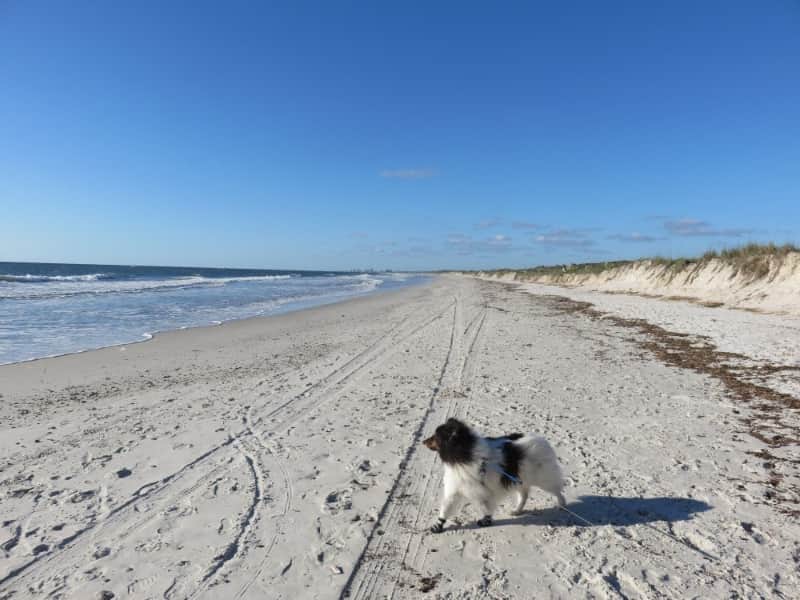 Kathryn Abbey Hanna Park mejores playas perros florida