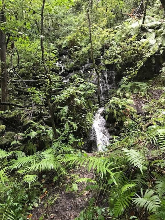 Parque geologico estatal Devils Millhopper Gainesville cascadas en florida
