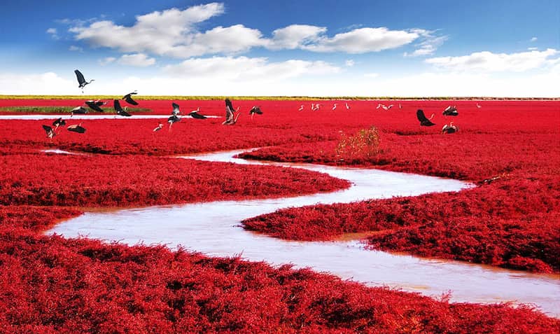 Red Seabeachnjin China 10 asombrosas maravillas naturales del mundo que vale la pena visitar