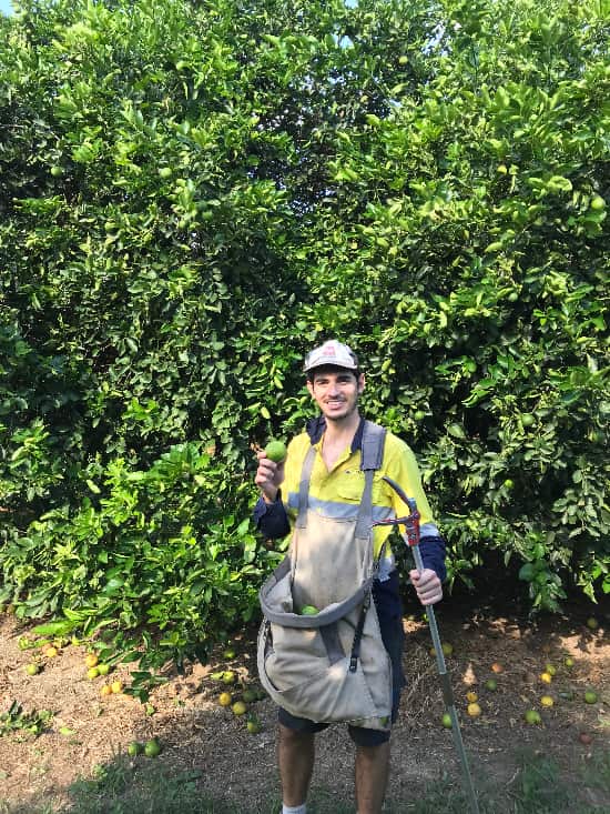 TRABAJAR EN AUSTRALIA GRANJAS picker granja lime australia