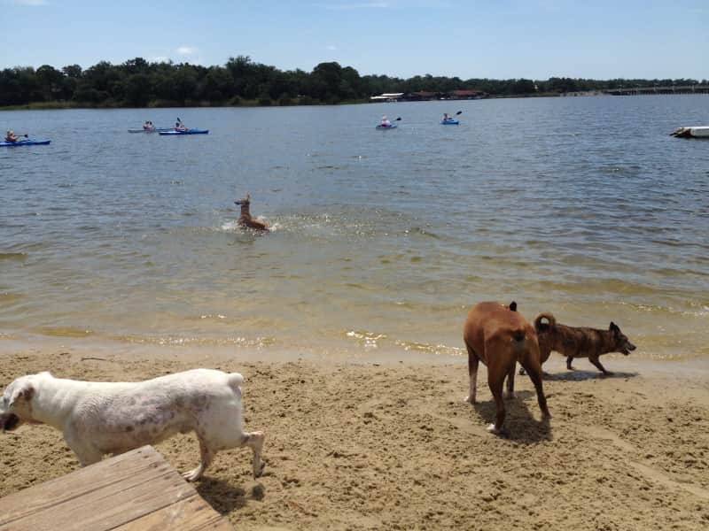 mejores playas perros florida kayakers at Bayview Park
