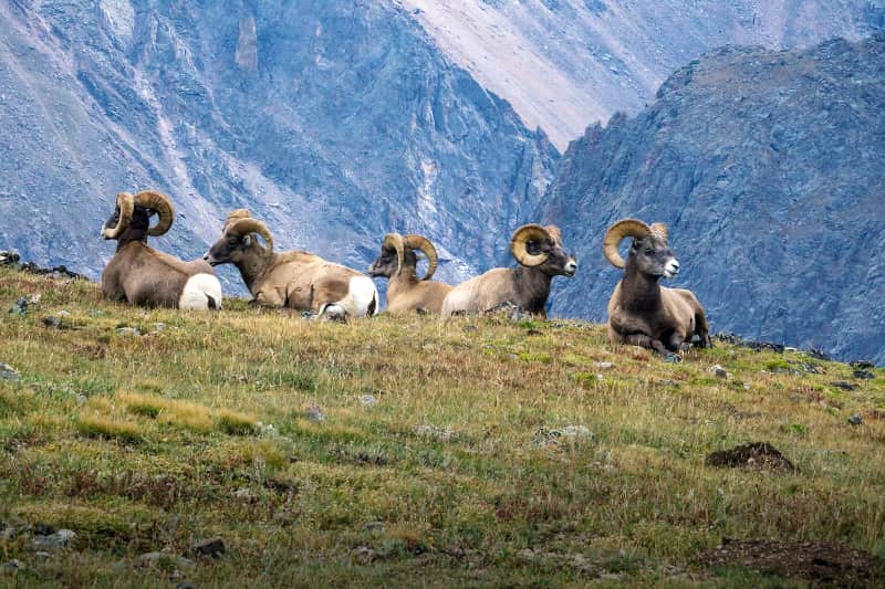 Las 10 MEJORES cosas para HACER en el PARQUE NACIONAL de las MONTANAS ROCOSAS COLORADO ver la vida silvestrre
