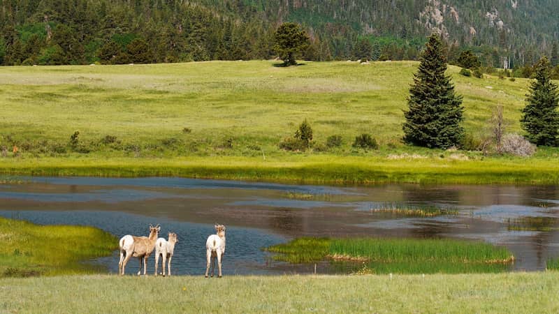 Maravillas de la Naturaleza Un Viaje de Observacion de Vida Silvestre en el Parque Nacional de las Montanas Rocosas
