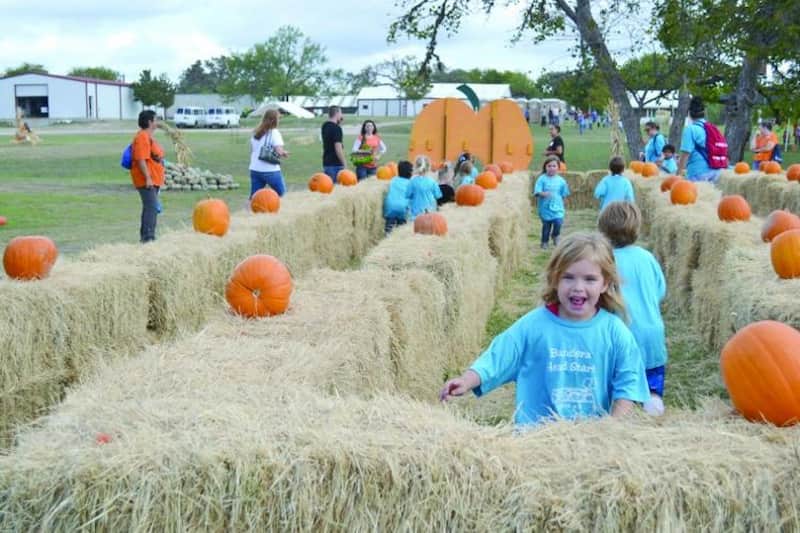 5. The Great Hill Country Pumpkin Patch en Love Creek Orchards Medina QUE HACER