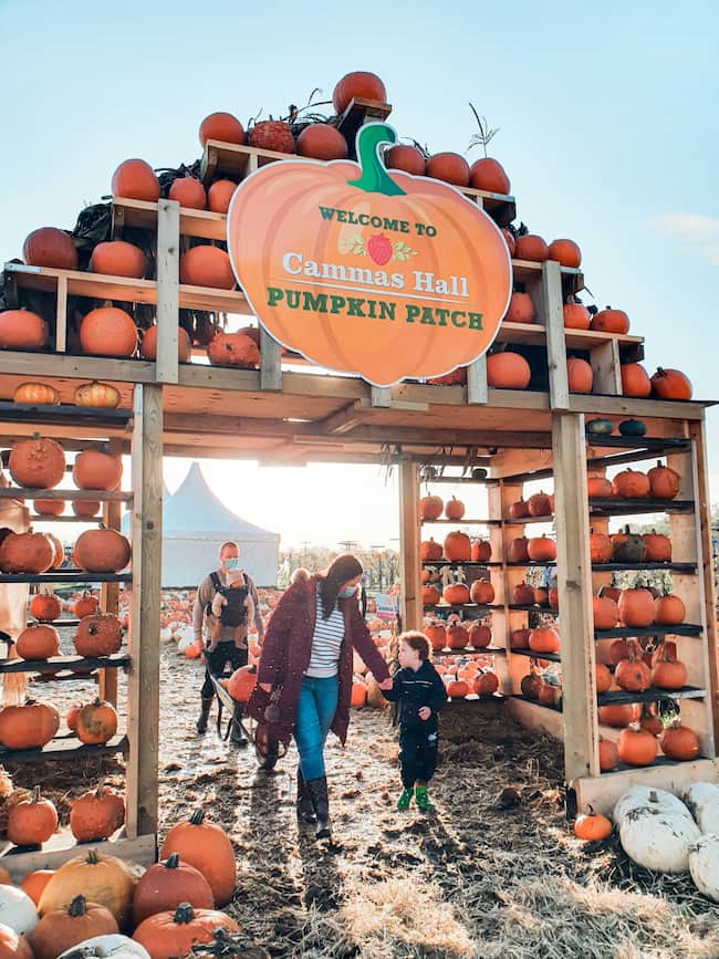 Las 8 mejores GRANJAS de CALABAZA en TEXAS Halls Pumpkin Farm Vine