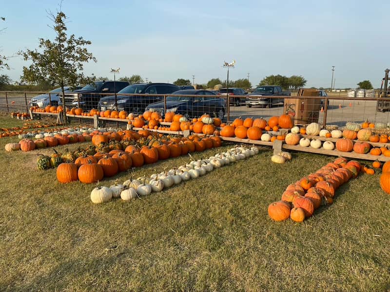 Las 8 mejores GRANJAS de CALABAZA en TEXAS PREESTON TRAIL GUNTER
