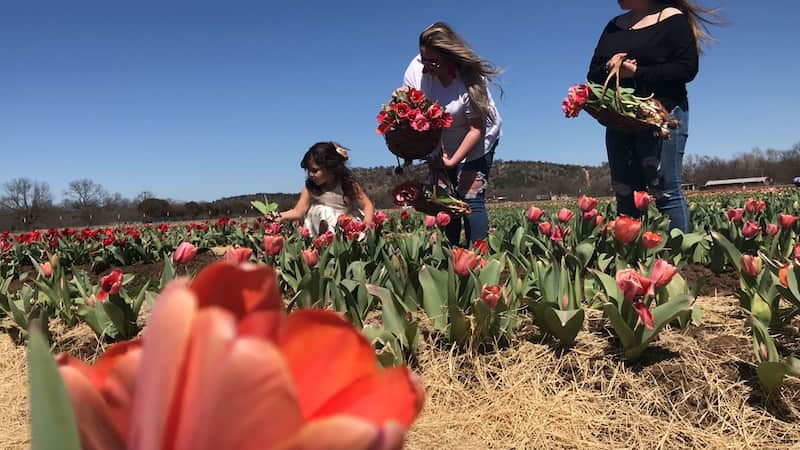 Las 8 mejores GRANJAS de CALABAZA en TEXAS Sweet Berry Farm Marble Falls