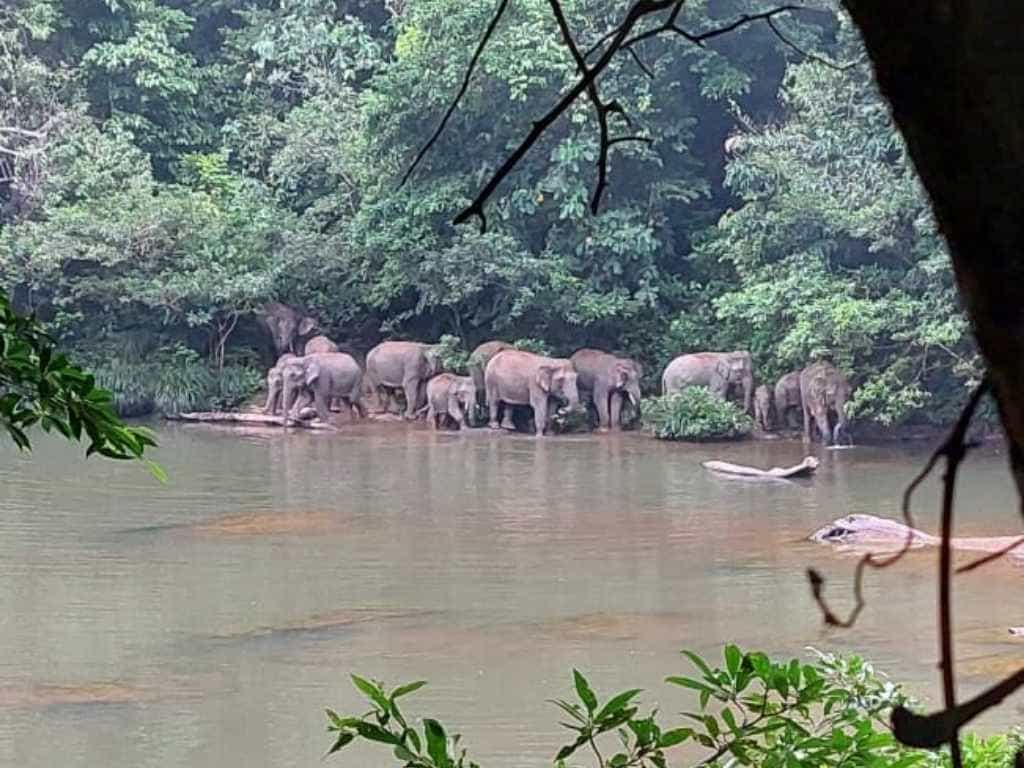 elefante de sumatra