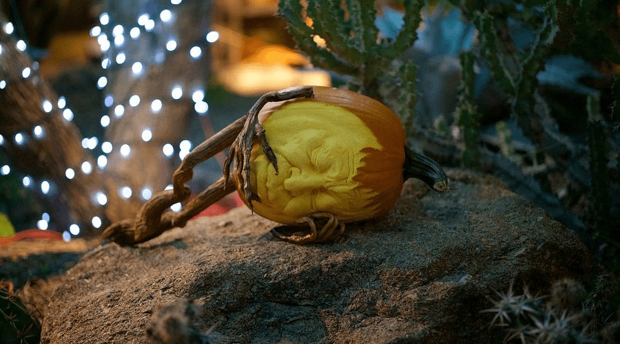 8 HUERTOS de CALABAZA en ARIZONA que vale la pena visitar este otoño 4 image 3