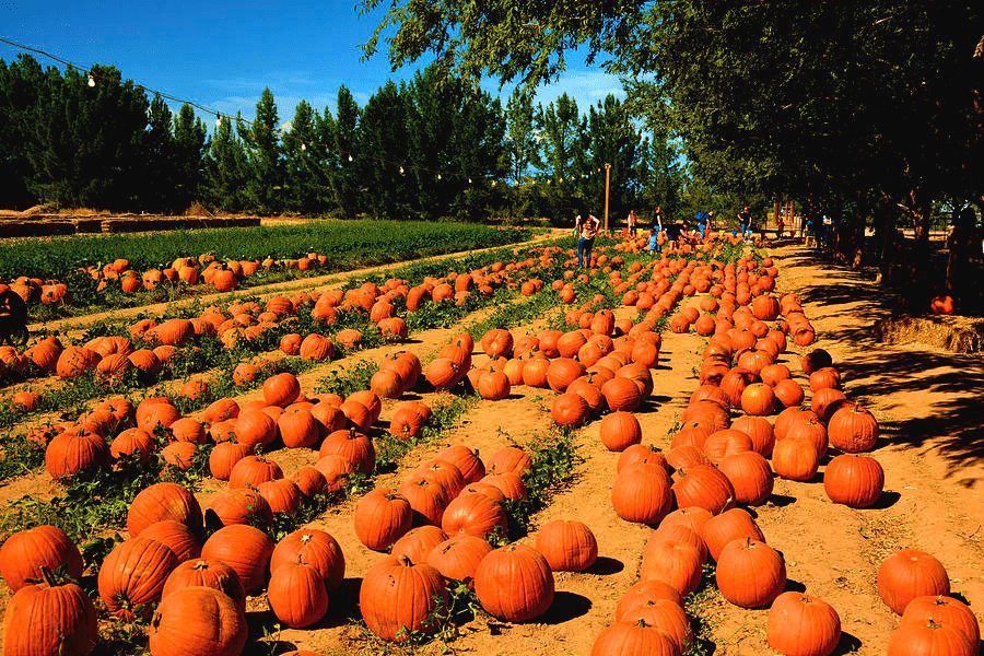 8 HUERTOS de CALABAZA en ARIZONA que vale la pena visitar este otoño 6 image 5