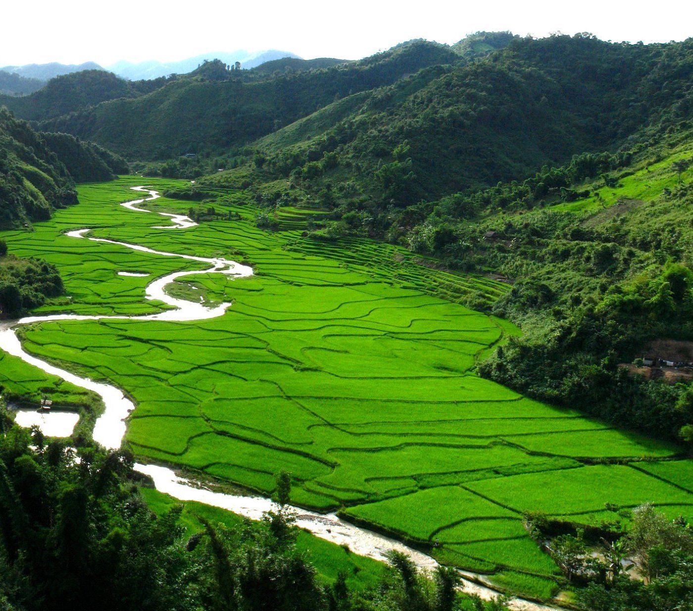 rice fileds in viang