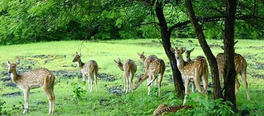sariska national park alwar