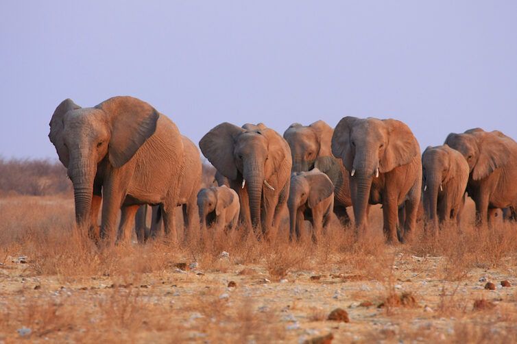 16 mejores atracciones turísticas en Namibia (+mapa) 27